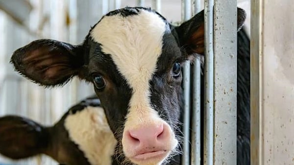 Deli Dana Hastalığı Türkiye’de Yeniden Ortaya Çıktı