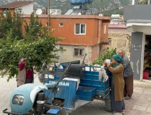 Hatay Samandağ’da defne hasadı başladı