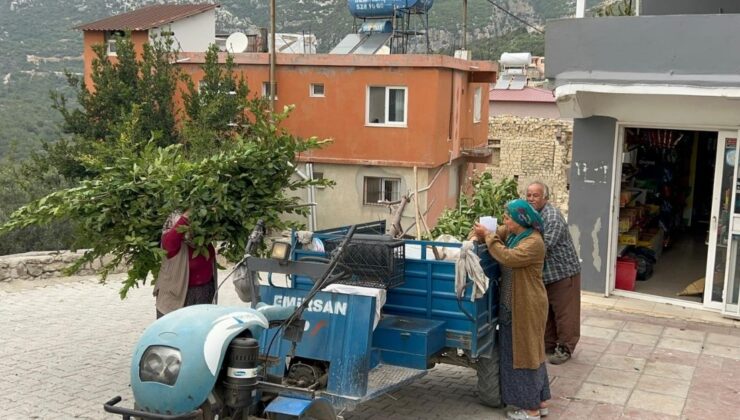 Hatay Samandağ’da defne hasadı başladı