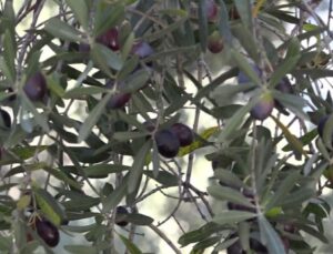 Yusufeli’nin Butko Zeytini Hasadı Başladı